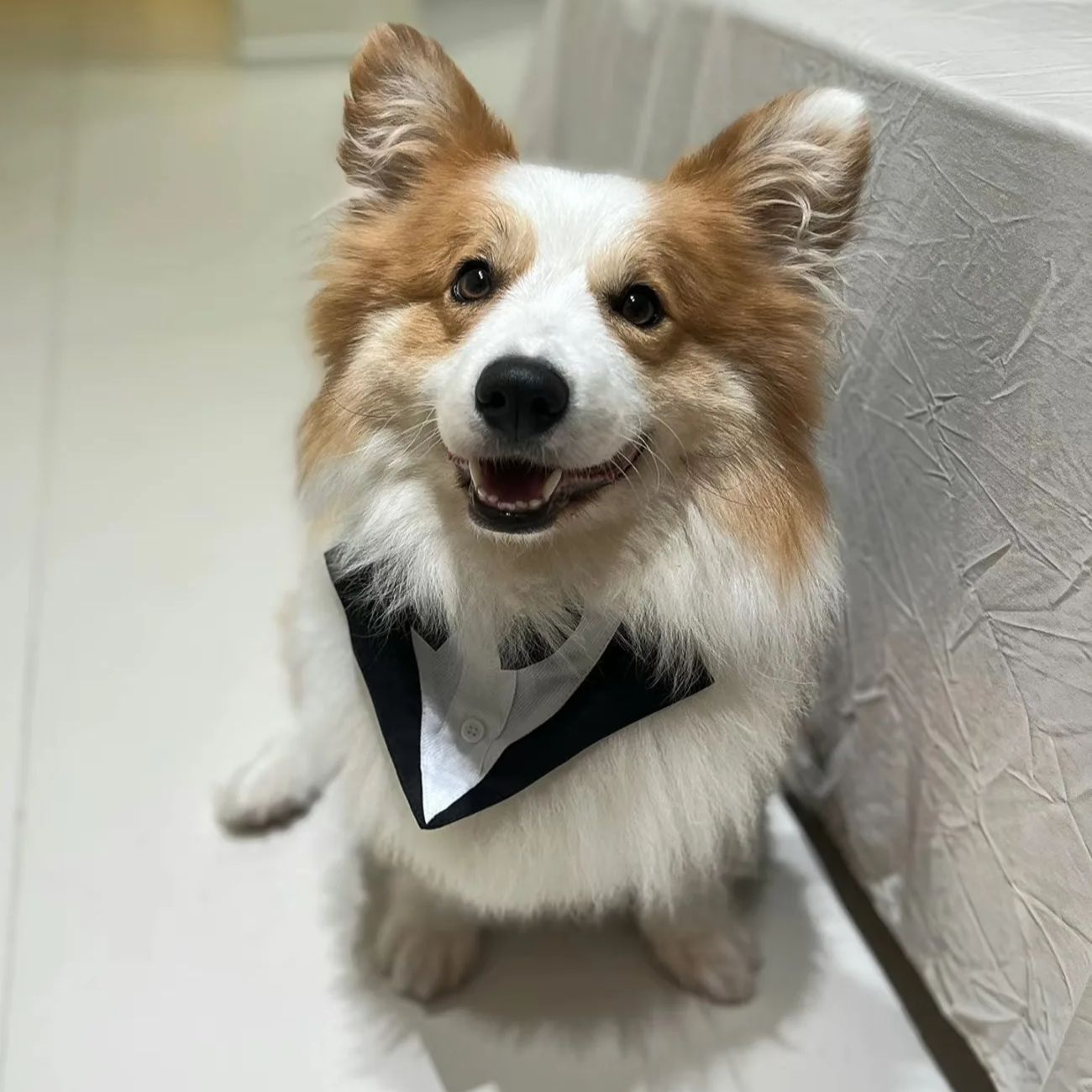 Suitsupply Wedding Tuxedo - Ropa para Perros, Traje Formal de